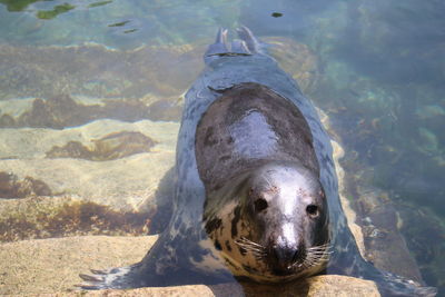 Close-up of horse in sea