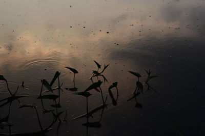 Reflection of plants in lake