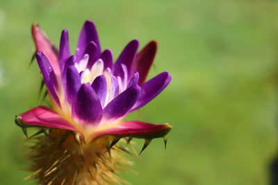 Close-up of purple crocus flower