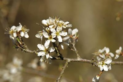 Close-up of white cherry blossoms