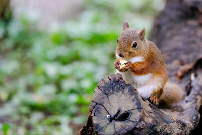 Close-up of an animal