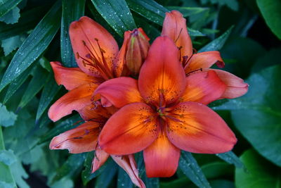 Close-up of orange lily