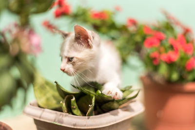 Close-up of cat on flower