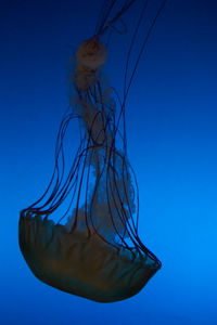 Close-up of jellyfish swimming in sea