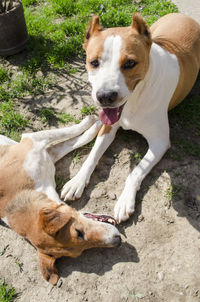 High angle view of dogs