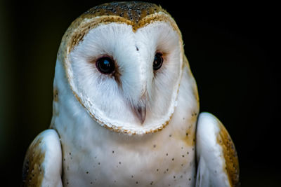 Close-up of owl