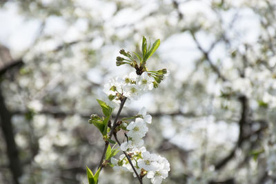 Close-up of white flowers