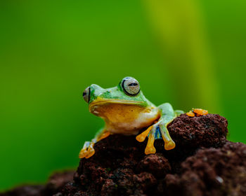 frog