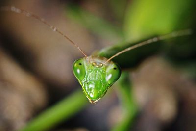 Close-up of caterpillar on leaf