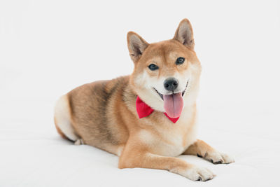 A shiba inu lying on a white couch.