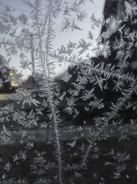 Close-up of snowflakes on glass