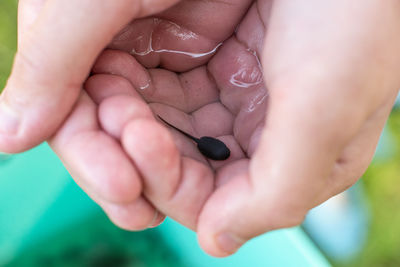 Small tadpole in hands