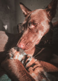 Close-up of a dog looking away