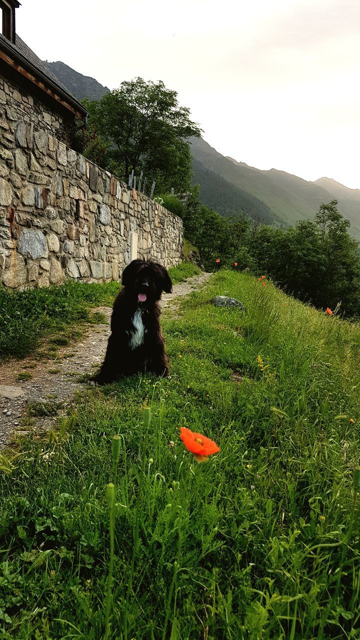 VIEW OF DOG ON FIELD