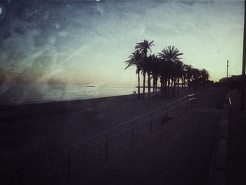palm tree