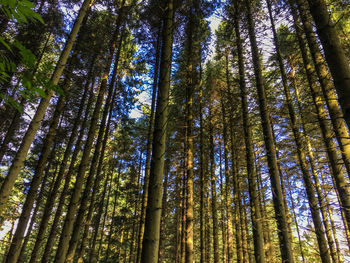 Low angle view of bamboo trees