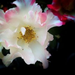 Close-up of pink flower