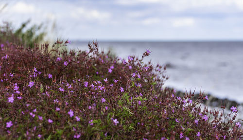 Close-up of purple flowering plants by sea against sky