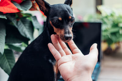 Midsection of person touching black dog's face