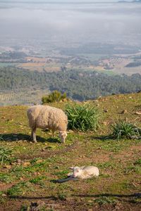 View of sheep on field