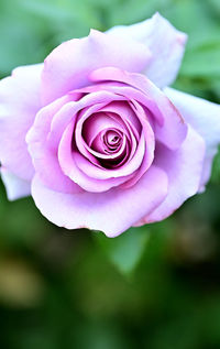 Close-up of pink rose flower