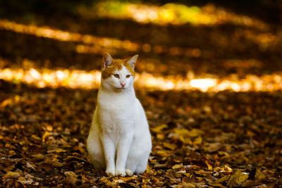 Cat sitting outdoors