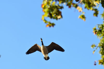 Low angle view of bird flying in sky