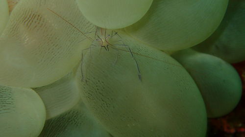 Close-up of insect on leaf