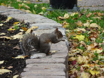 Squirrel on rock