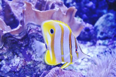 Close-up of yellow fish swimming in aquarium