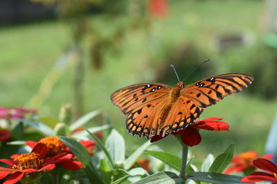 Close-up of butterfly pollinating on flower