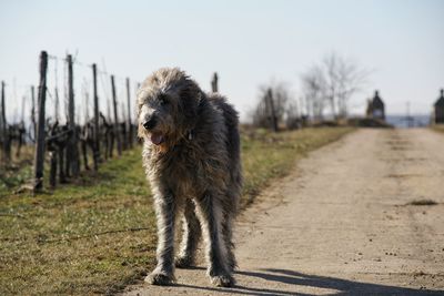 Dog on dirt road against sky