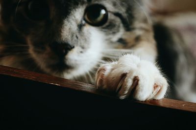 Close-up of cat