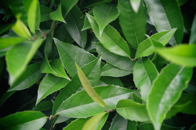 Laurel foliage close up background