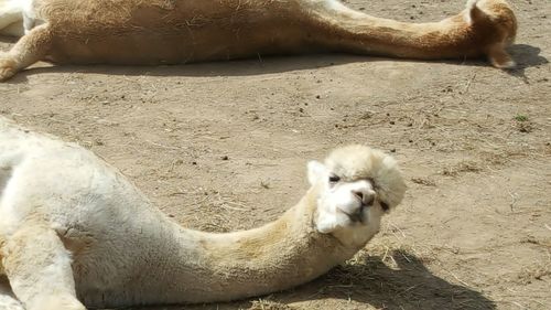 Close-up of dog lying on sand