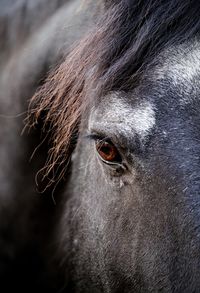 Close-up portrait of a horse