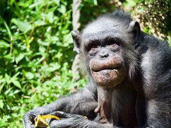 Close-up of monkey chimpanzee happily eating and looking at camera