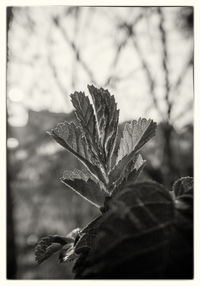 Close-up of leaves against blurred background