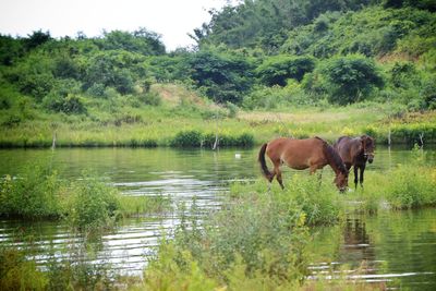 Horse standing in a lake
