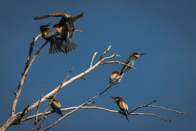 Low angle view of european bee-eaters perching on twig against clear sky