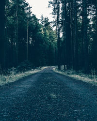 Road amidst trees in forest