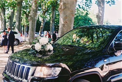 Close-up of man and car on tree