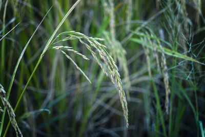 Close-up of crops growing on field