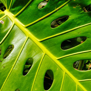 Full frame shot of green leaf