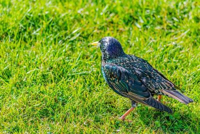 Bird on grassy field