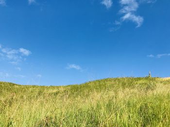 Scenic view of agricultural field against blue sky