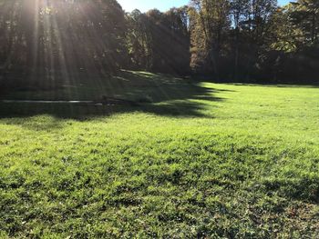 Scenic view of trees growing on field