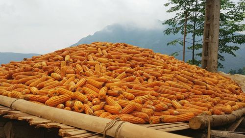 Close-up of stack of food for sale