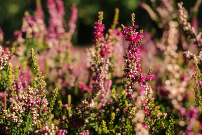 Close-up of pink flowering plants on field