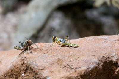 Close-up of ant on rock